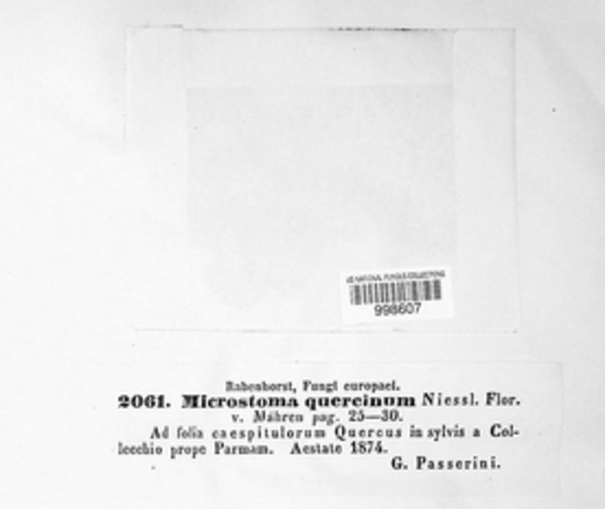 Microstromataceae image